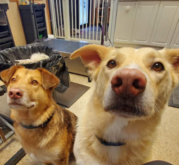 Meet your Posher, Paige - Picture 1 of 1